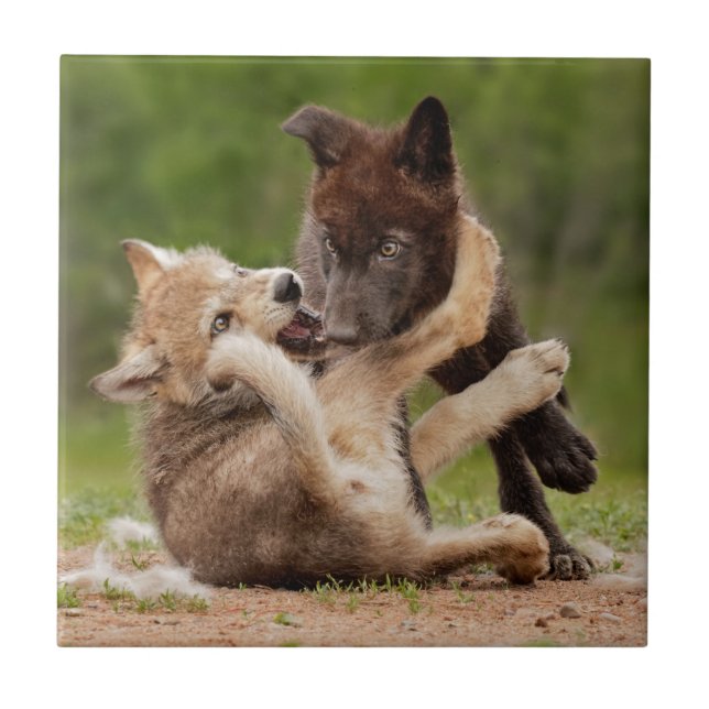 Grey Wolf Pups Wrestling Tile (Front)