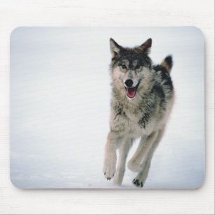 Grey wolf running mouse pad
