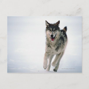 Grey wolf running postcard