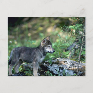 Grey Wolf-small pup in green woods Postcard