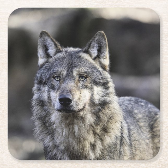 Grey Wolf Square Paper Coaster (Front)