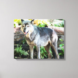 Grey Wolf Standing Alone Canvas Print