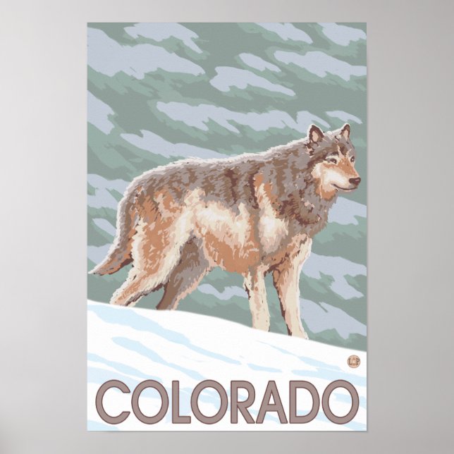 Grey Wolf StandingColorado Poster (Front)