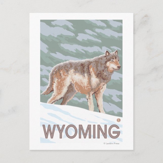 Grey Wolf StandingWyoming Postcard (Front)