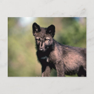 Grey Wolf-summer-(black-phase) cub Postcard