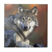Grey Wolf