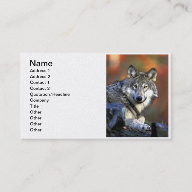 Grey Wolf - Timber Wolf - Red Wolf Series Business Card (Front)