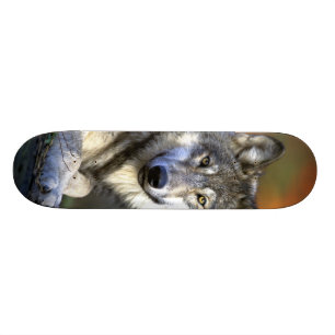 Grey Wolf - Timber Wolf - Red Wolf Series Skateboard