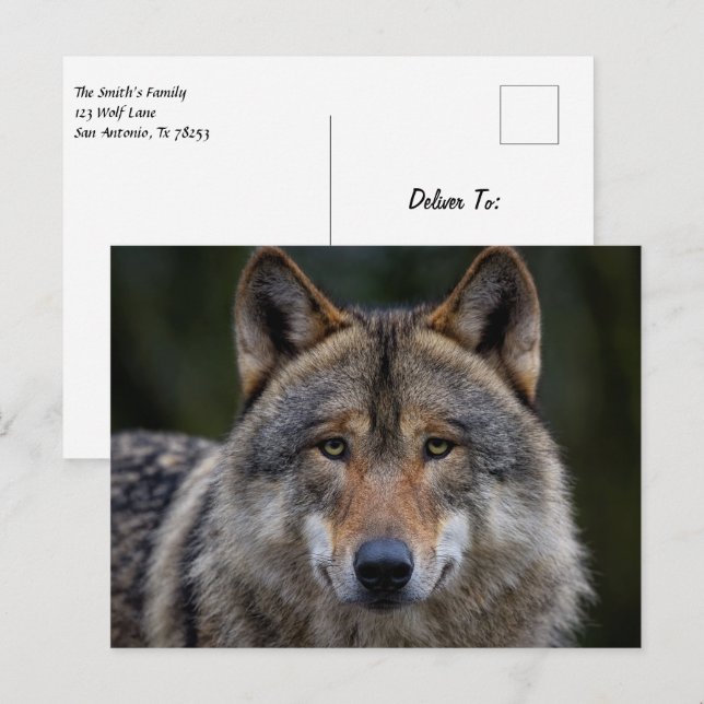 Grey Wolf Upclose Postcard (Front/Back)