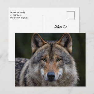 Grey Wolf Upclose Postcard