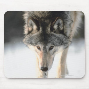 Grey wolf walking mouse pad