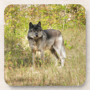 Grey Wolf & Wilderness Photo Gift Coaster