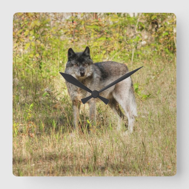 Grey Wolf & Wilderness Photo Gift Square Wall Clock (Front)