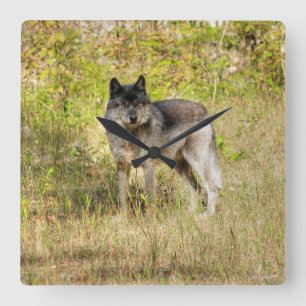 Grey Wolf & Wilderness Photo Gift Square Wall Clock