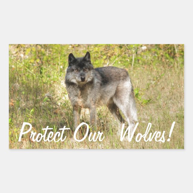Grey Wolf & Wilderness Photo Gift Sticker (Front)