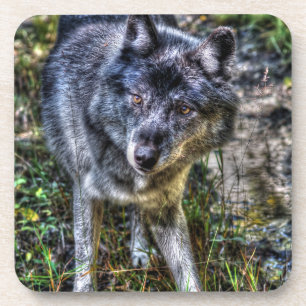 Grey Wolf & Wilderness Wildlife Photo Portrait Coaster