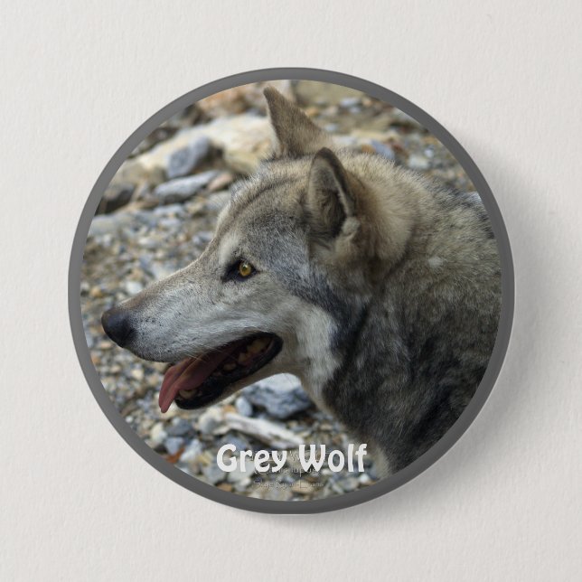 Grey Wolf Wildlife-lover Collector Badge 3 Inch Round Button (Front)