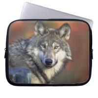 Grey Wolf Wildlife Lovers