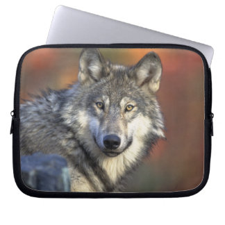 Grey Wolf Wildlife Lovers Laptop Sleeve