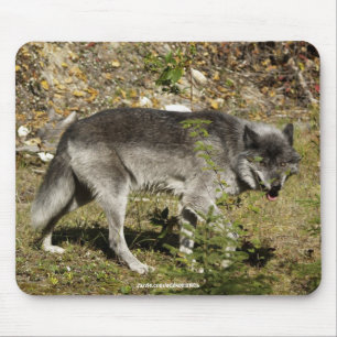 Grey Wolf Wildlife Mouse Pad
