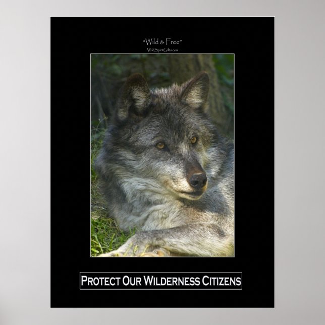 GREY WOLF Wildlife Support Poster (Front)
