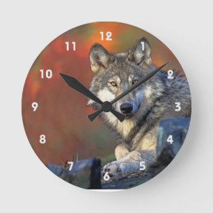 Grey Wolf With Fall Colours Round Clock