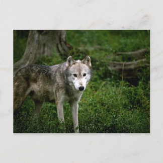 Grey wolf, wolf postcard
