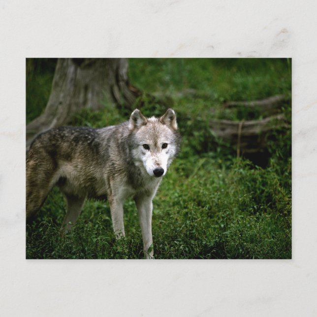 Grey wolf, wolf postcard (Front)