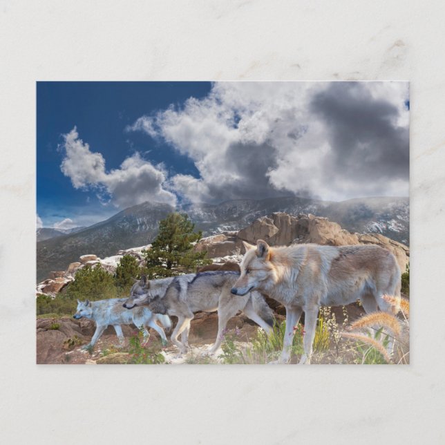 Grey Wolves Family Journey Postcard (Front)