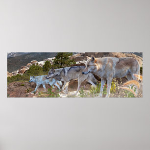Grey Wolves Family Journey Poster