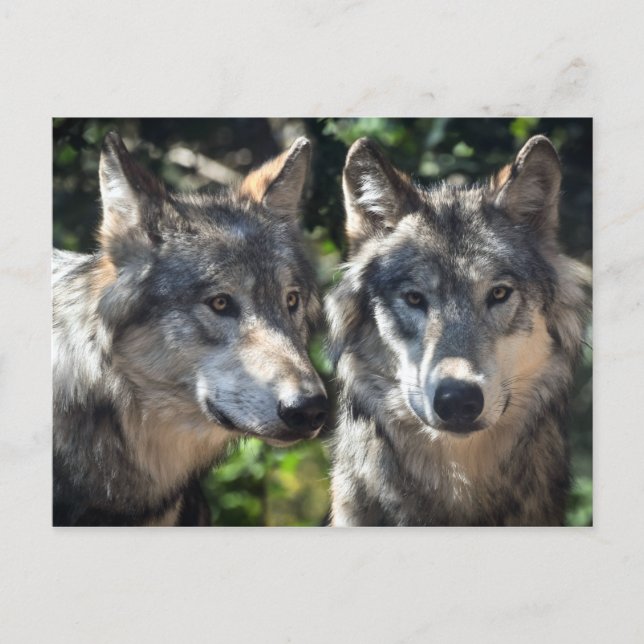 Grey Wolves in the Wild Postcard (Front)