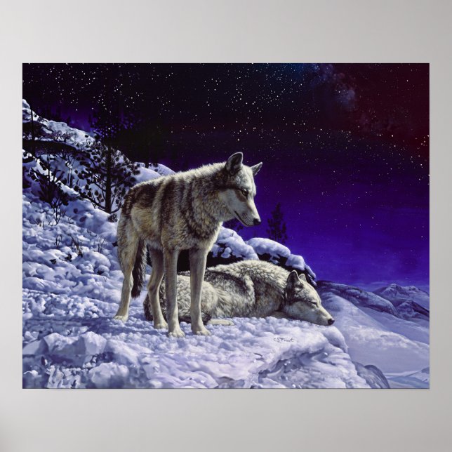 Grey Wolves in Winter Snow at Night Poster (Front)