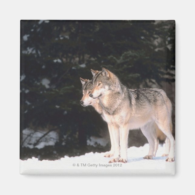 Grey wolves magnet (Front)