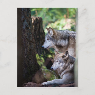 Grey Wolves Postcard