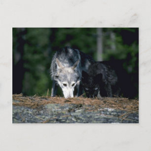 Grey Wolves-summer-mom with (black-phase) cub Postcard