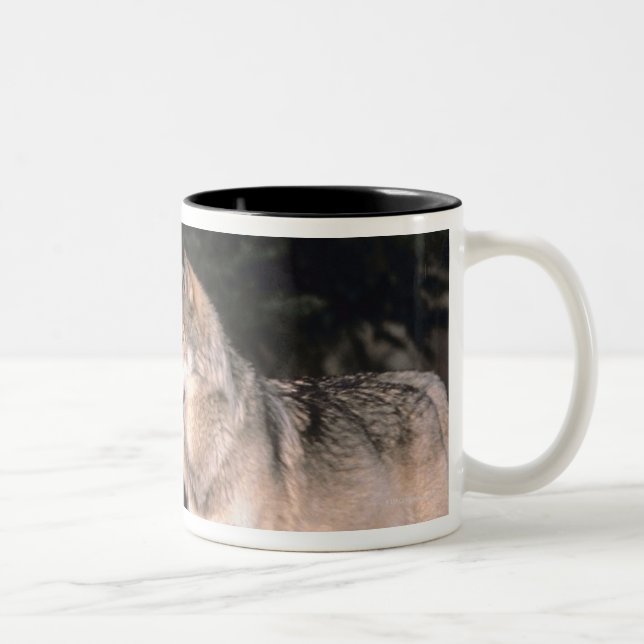 Grey wolves Two-Tone coffee mug (Right)