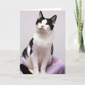 Greyfoot Cat Rescue Black and White Tuxedo Card
