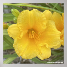 greyforaday Yellow Floral Print