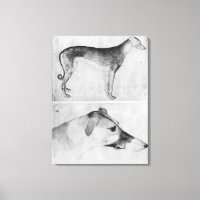 Greyhound and head of a greyhound