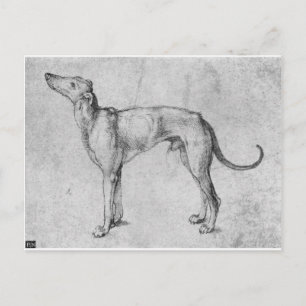 Greyhound by Albrecht Durer Postcard