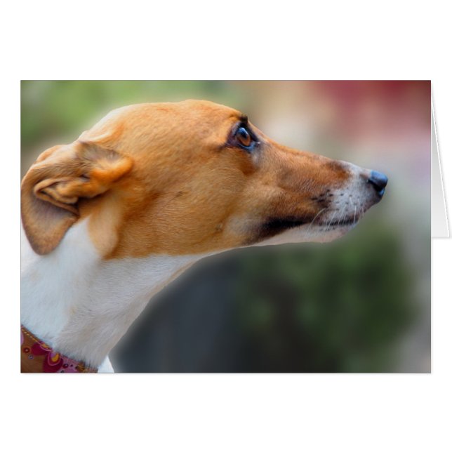 Greyhound card (Front Horizontal)