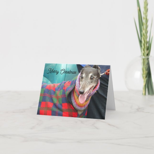 Greyhound Christmas card with a snuggly jacket (Front)