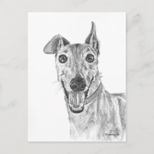 Greyhound Closeup Drawing Postcard