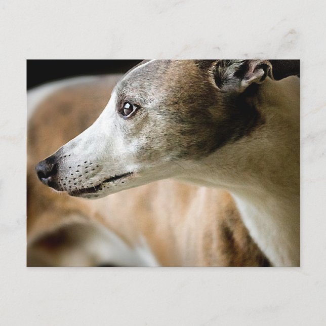 Greyhound Dog  Postcard (Front)