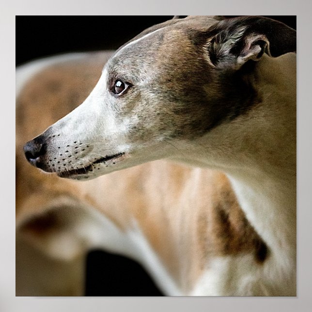 Greyhound Dog Poster (Front)