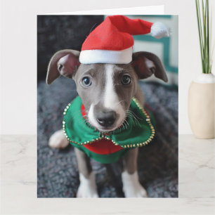 Greyhound Elf Puppy Christmas Card