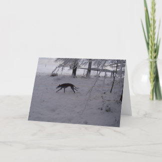greyhound in the snow card