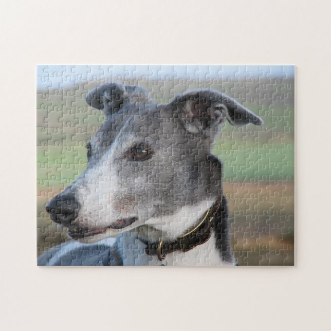 Greyhound jigsaw puzzle (p347) (Horizontal)