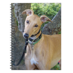 Greyhound notebook (P003)