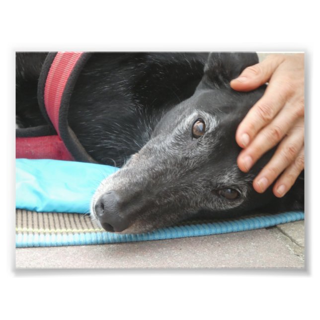 Greyhound photograph (p506) (Front)